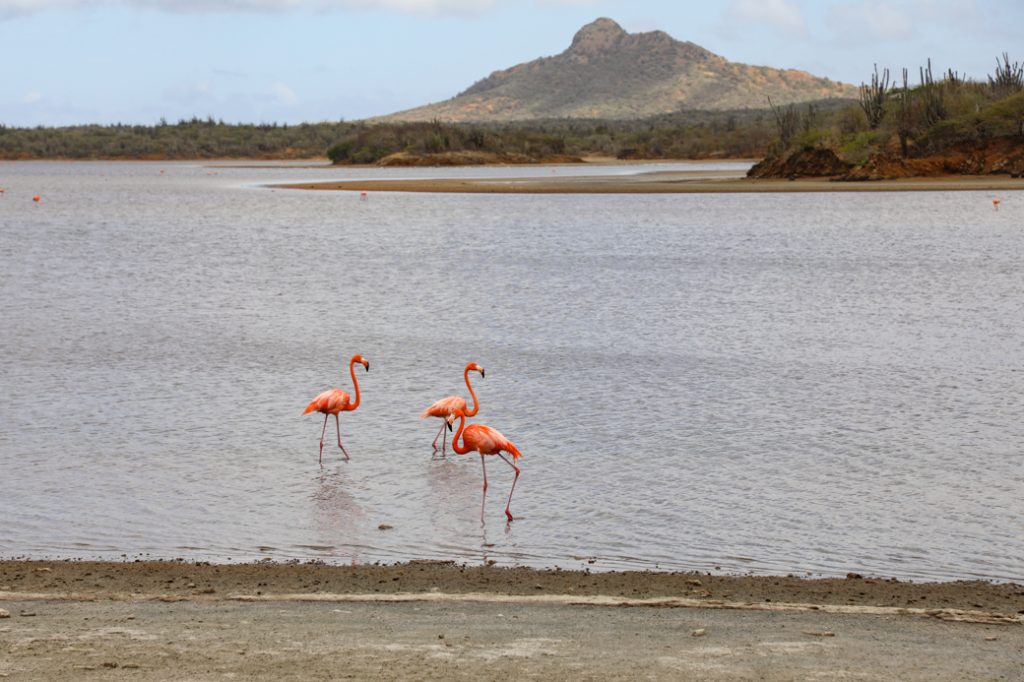 flamingo's in het Gotomeer