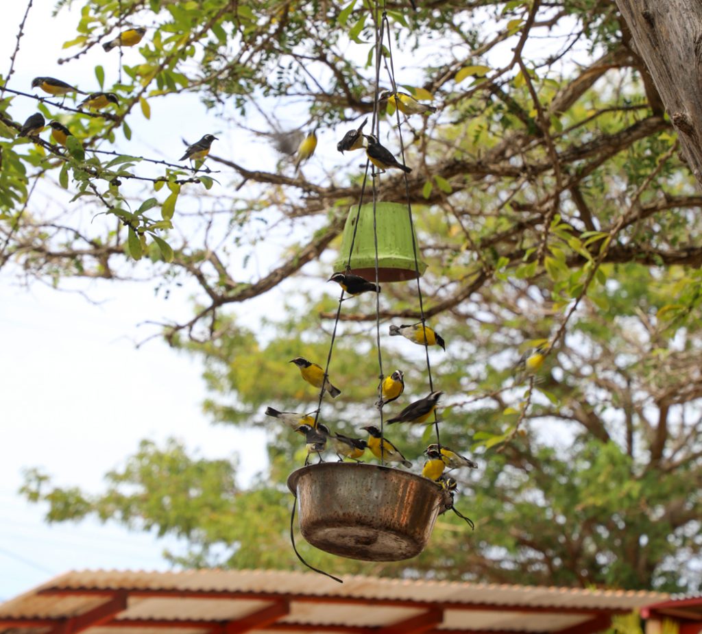 vogels op Bonaire