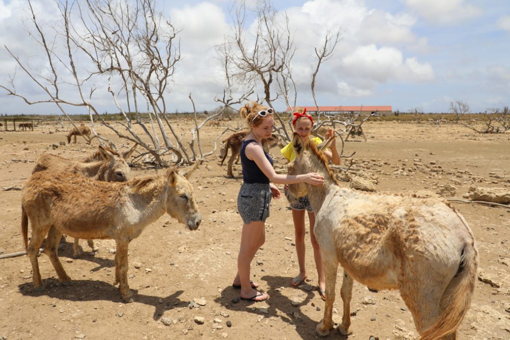 met kinderen naar de ezelopvang